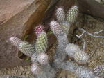 Austrocylindropuntia Vestita